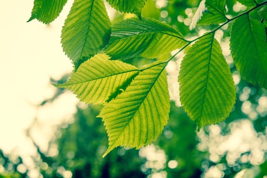 Beech tree with green leaves in the spring