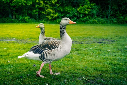 Wild grey geese walking on green grass