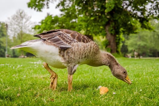 Goose searching for food in a park