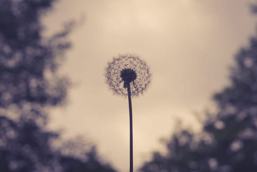 White dandelion with seeds on violet background