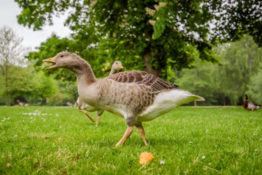Wild geese in a green park at a summertime