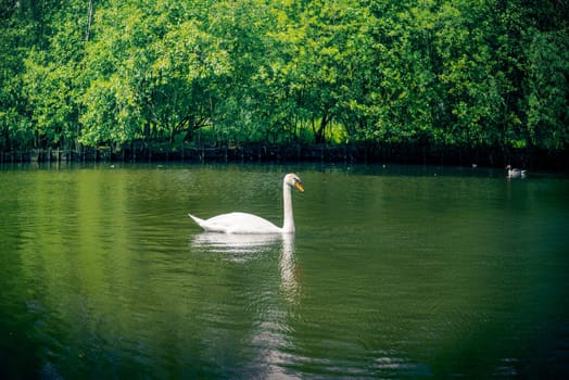 Big white swan on a river in green nature
