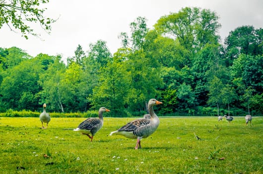Geese standing in a park with green nature