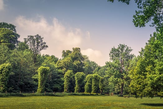 Park with various green trees and blue sky