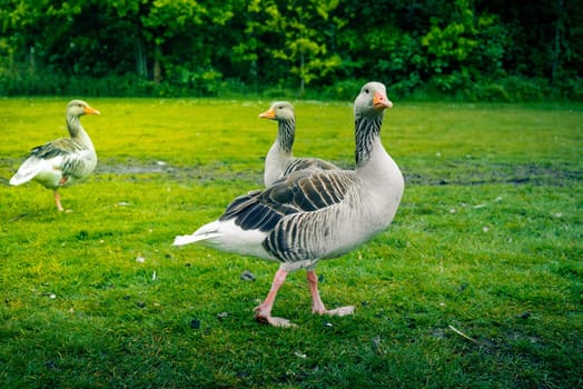 Grey geese walking around on a green lawn
