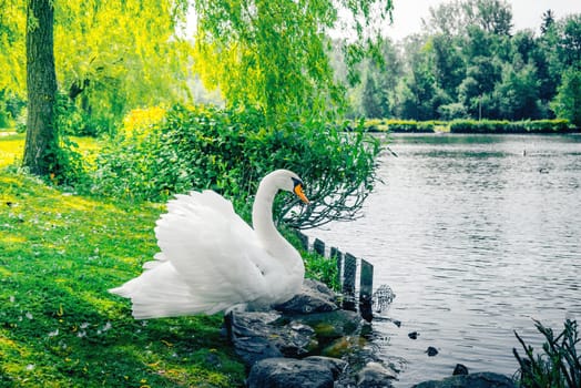 Big white swan standing on the shore of a lake