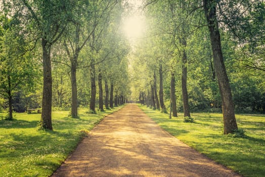 Park landscape with a long alley