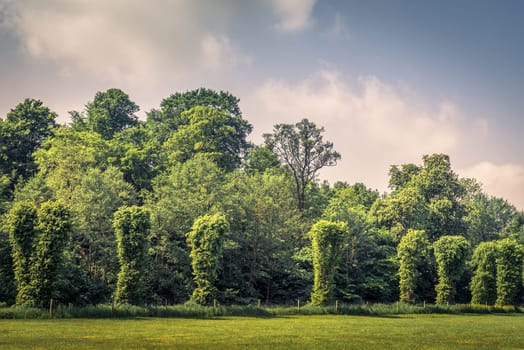Park with green trees on a row