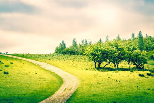 Path on a green field in the spring