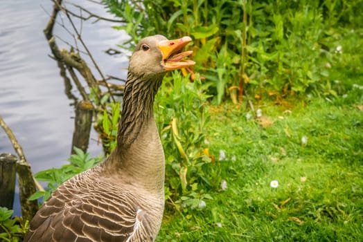 Grey goose showing teeth in green nature