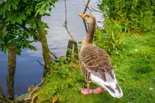 Grey goose standing near a dark lake