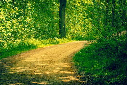 Road in a green forest at springtime