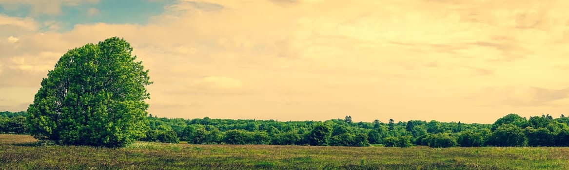 Panorama landscape with a lonely tree on a field