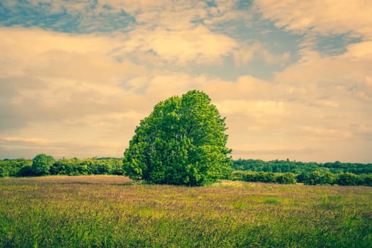 Big green tree on a field in the summer