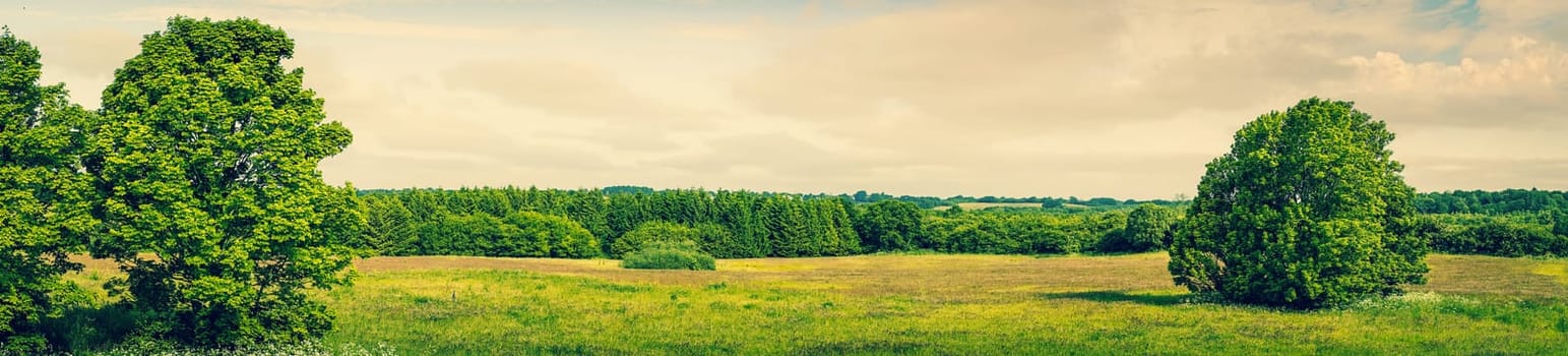 Panorama landscape with green grass and trees
