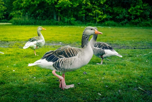 Three grey geese on a green lawn