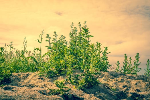 Thistle plants in dry sand in the summer