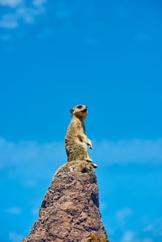 Single meerkat on the look-out on top of rock. Blue sky in the background.