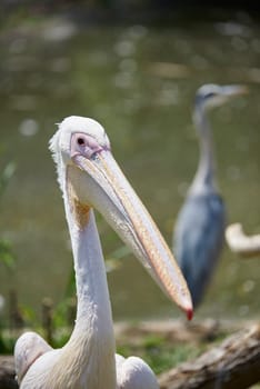Portrait of white pelican with heron in the out-of-focus background