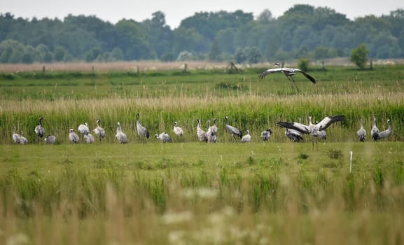 Cranes on the Darß