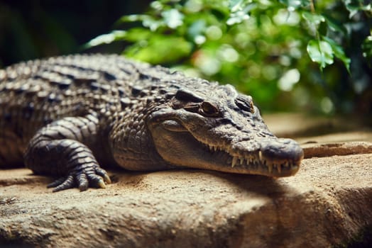 Phillippine crocodile on top of rock, with red leaves in the out-of-focus background.