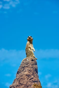 Single meerkat on the look-out on top of rock. Blue sky in the background.
