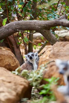 A lemur mid-call amongst rocks and greenery