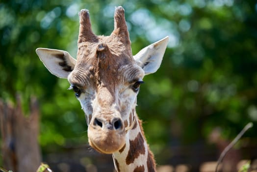 Portrait of giraffe looking straight into the camera, with greenery in the out-of-focus background