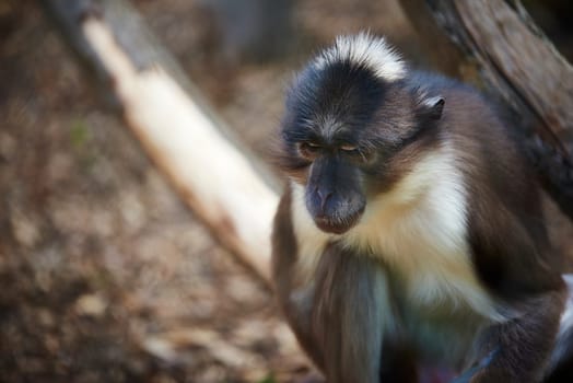 Portrait of White-naped mangabey looking down, giving the impression of being a depressed monkey