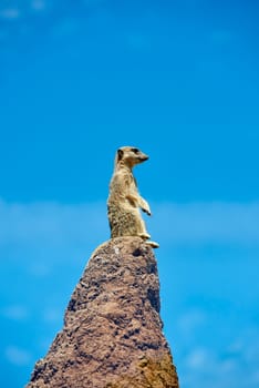Single meerkat on the look-out on top of rock. Blue sky in the background.