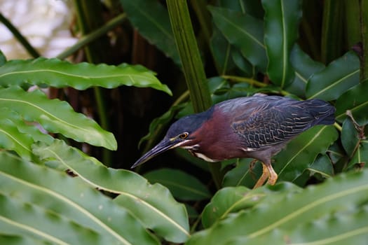 bird or bird flying or bird flock or eagle or stock or bird raptor