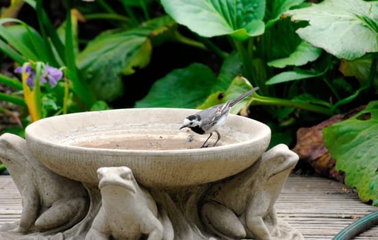 A wagtail stands in a clay jug with animal decorations.