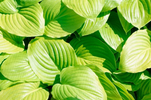 The plan view on the light green leaves of an agave plant.
