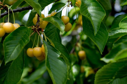 branch of white sweet cherry on a tree in June