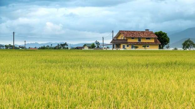The beauty of the farmland in Taitung Taiwan for adv or others purpose use