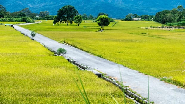 The beauty of the farmland in Taitung Taiwan for adv or others purpose use