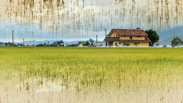 The beauty of the farmland in Taitung Taiwan for adv or others purpose use