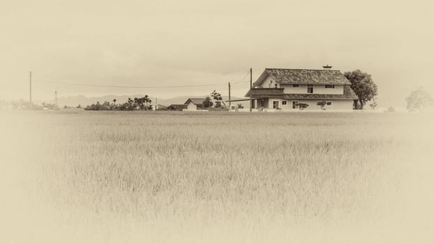 The beauty of the farmland in Taitung Taiwan for adv or others purpose use