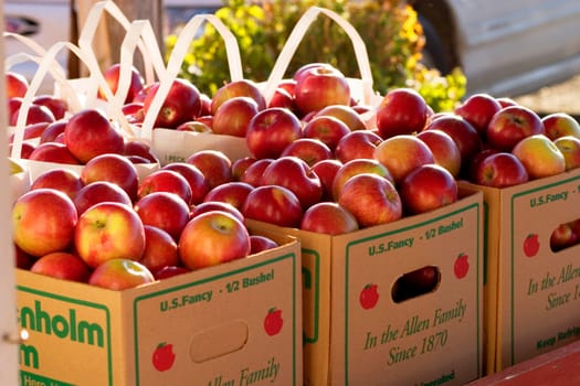 Apples at Allenholm Orchards in South Hero, VT.