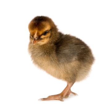 African chick in front of a white background