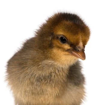 African chick in front of a white background