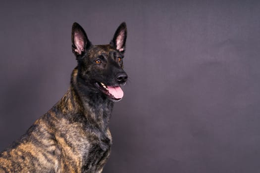 Dutch shepherd on a black background studio posing portrait