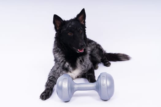 Mudi dog with human hand and dumbbell, studio shot, white background