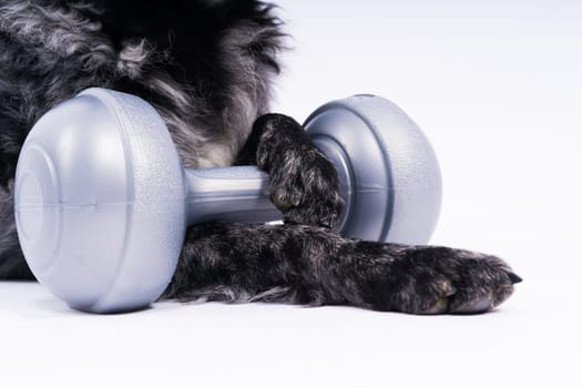 Mudi dog with human hand and dumbbell, studio shot, white background