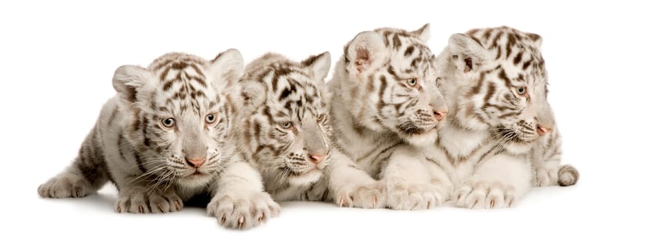 White Tiger cub (2 months) in front of a white background