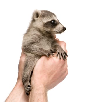 baby raccoon (6 weeks) - Procyon lotor in front of a white background