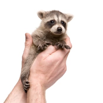 baby raccoon (6 weeks) - Procyon lotor in front of a white background