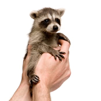 baby raccoon (6 weeks) - Procyon lotor in front of a white background
