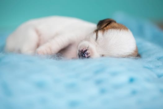 Little cute puppies are sleeping on a blanket