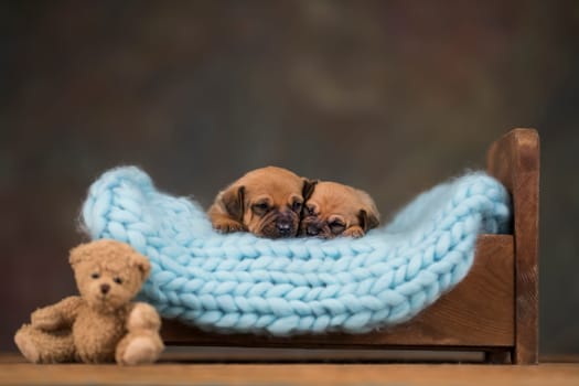 Dogs sleep on a small wooden bed